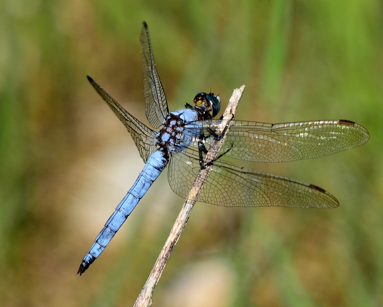 Orthetrum brunneum